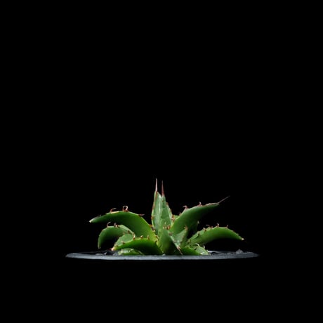 アガベ ホリダ / Agave horrida ssp. horrida #1