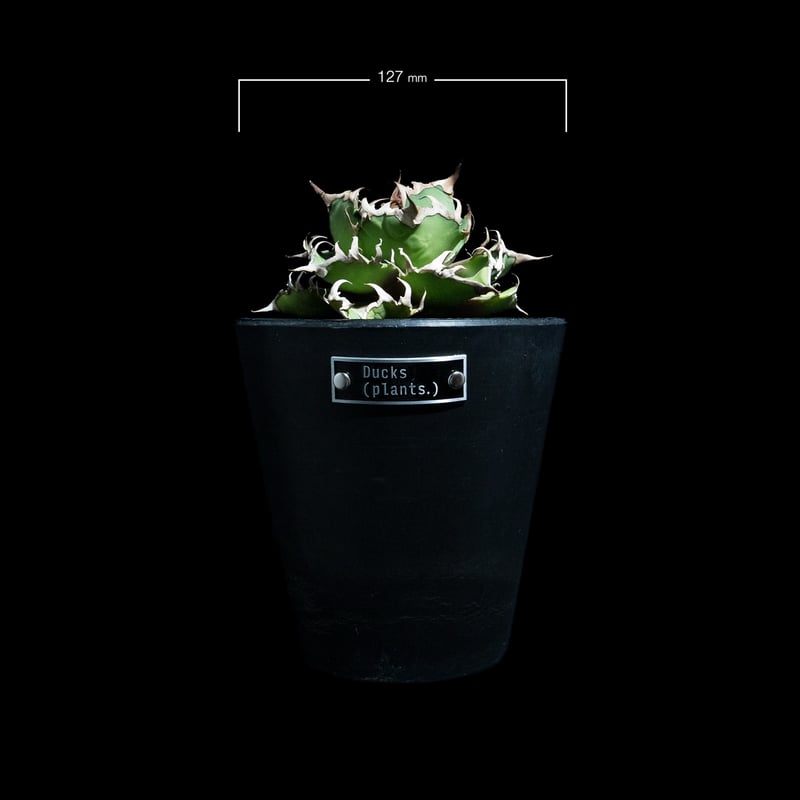 アガベ チタノタ シーザー / Agave titanota ‘Caesar’ アガベ・チタノタ シーザー/凱撒(中)-044｜agave titanota