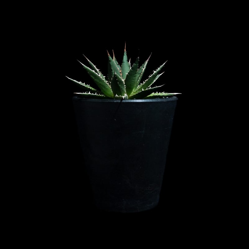 アガベ ホリダ / Agave horrida ssp. horrida #1 | Ducks