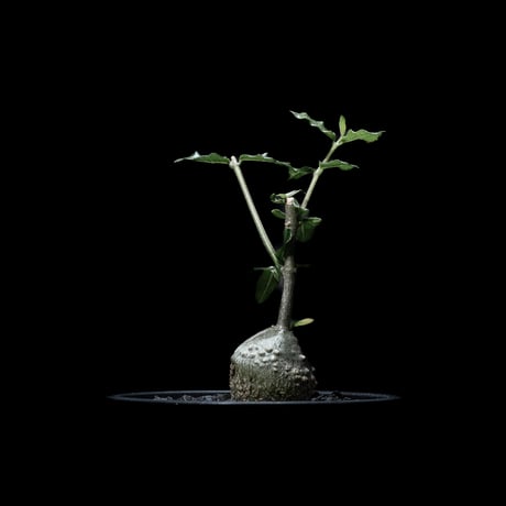 フォッケア エデュリス / Fockea edulis #1