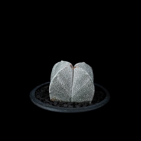 アストロフィツム 恩塚鸞鳳玉 / Astrophytum myriostigma ‘Onzuka’ #1