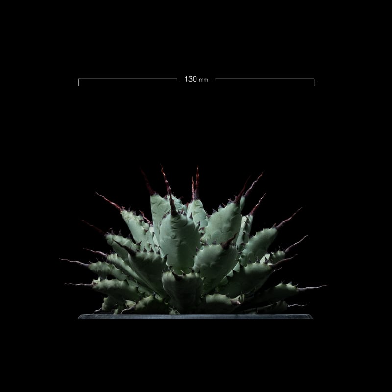 アガベ 八荒雷神 / Agave potatorum × macroacantha #1 |