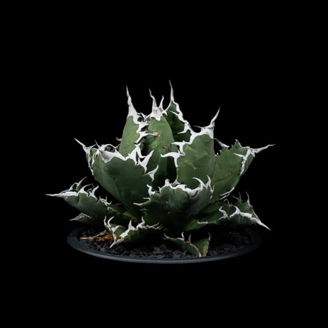 アガベ・チタノタ 夕映厳竜 / Agave titanota ‘Solar Eclipse’ #12