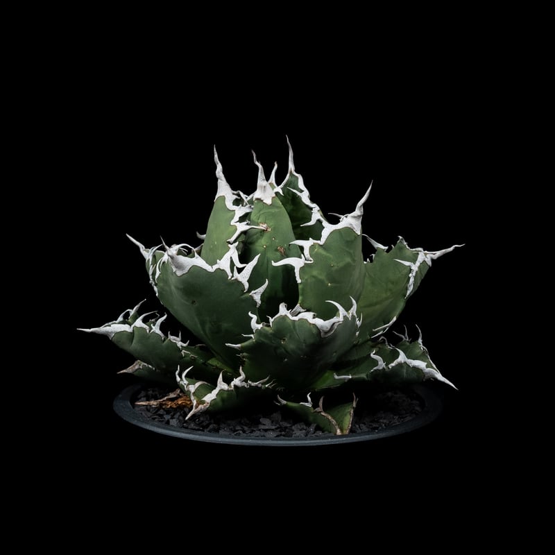 【SEAL限定商品】 アガベ・チタノタ Eclipse' 'Solar titanota Agave / 夕映厳竜 アガベ
