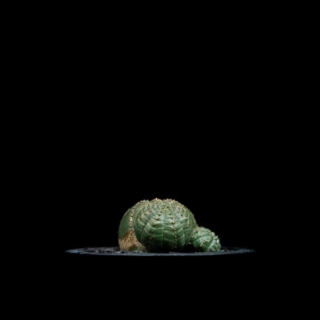 ユーフォルビア オベサ [多頭タイプ] / Euphorbia obesa f.caespitosa #11