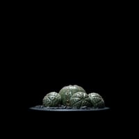 h*i様 シンメトリカ 綺麗な株4号サイズ シンメトリカ 下部傷あり 4号サイズ - メルカリ