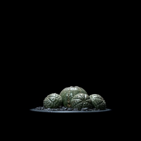 ユーフォルビア オベサ [多頭タイプ] / Euphorbia obesa f.caespitosa #9