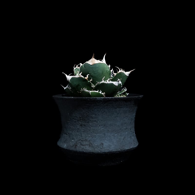 アガベ チタノタ 南アフリカダイヤモンド / Agave titanota 'South