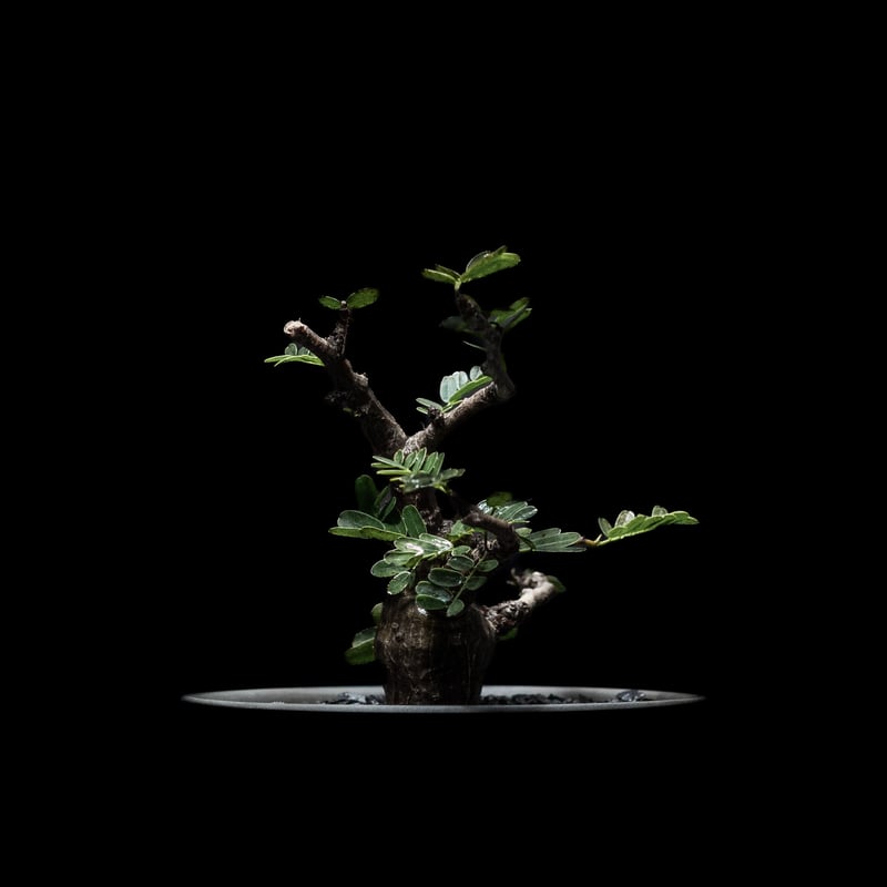 センナ メリディオナリス / Senna meridionalis #2 | Ducks (