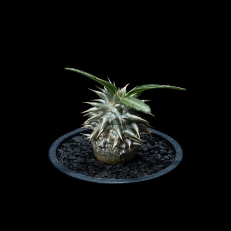 パキポディウム エブレネウム / Pachypodium eburneum #2