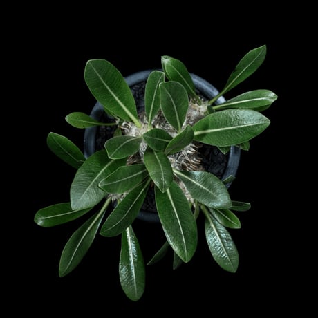 パキポディウム デンシカウレ / Pachypodium densicaule #12