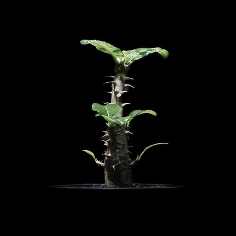 パキポディウム ウィンゾリー / Pachypodium baronii var. windsorii