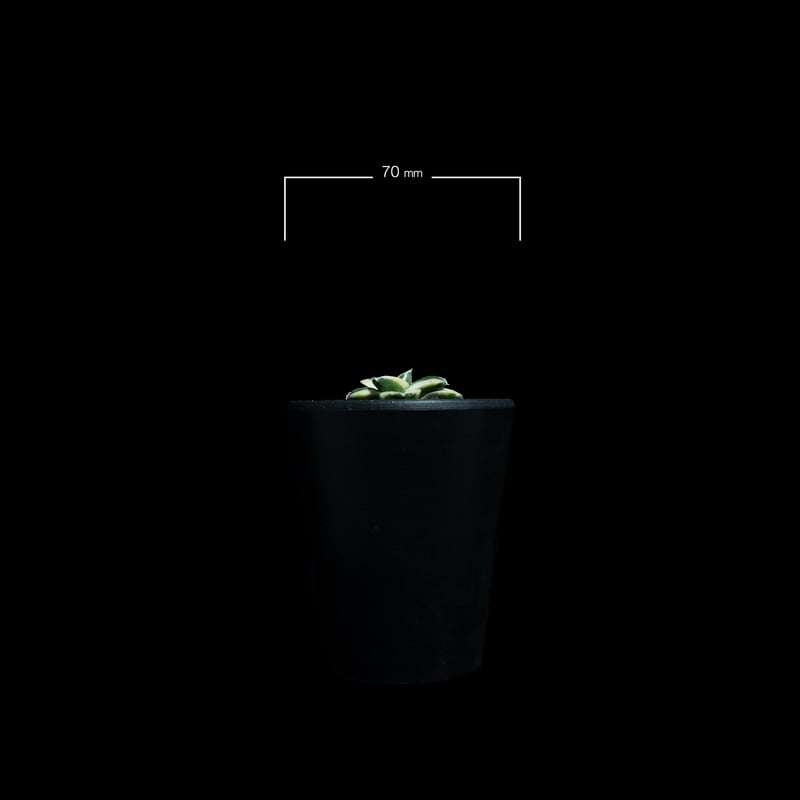 アガベ 王妃笹の雪 A型 白覆輪斑 ピンキー / Agave filifera var. co