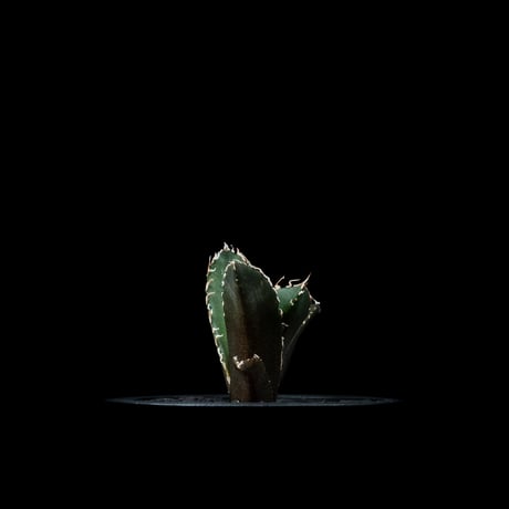 アガベ チタノタ 白鯨 / Agave titanota ‘White Whale’ #80