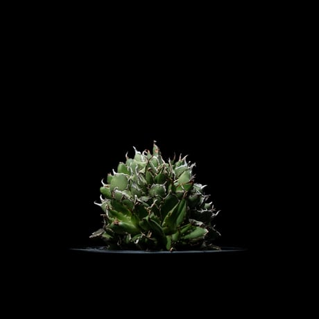 アガベ チタノタ フィリグリーデビル (綴化拇指) / Agave titanota ‘Filigree Devil’ #1