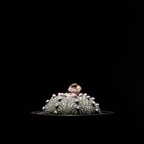 アストロフィツム アステリアス (兜丸) / Astrophytum asterias #2