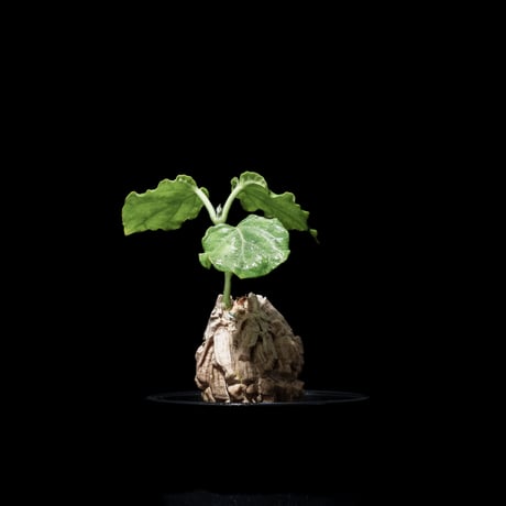 マテレア シクロフィラ / Matelea cyclophylla #3