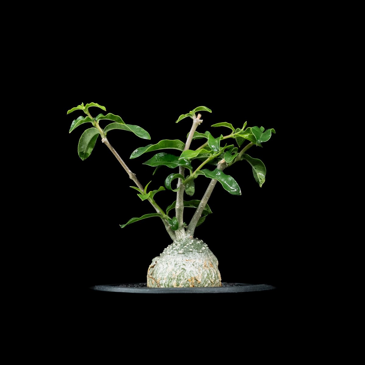 フォッケア エデュリス / Fockea edulis #7 | Ducks ( plants. )