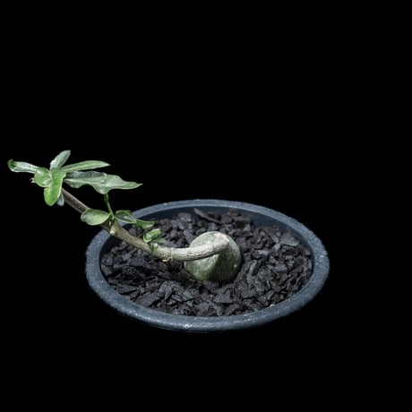 フォッケア エデュリス / Fockea edulis #3
