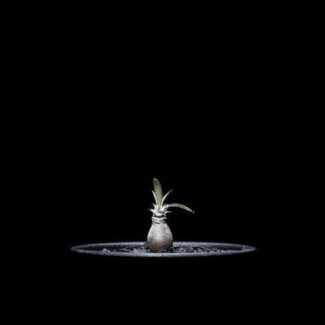 パキポディウム グラキリス / Pachypodium rosulatum var. gracilius #13