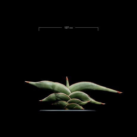 サンセベリア ロリダ / Sansevieria rorida #1