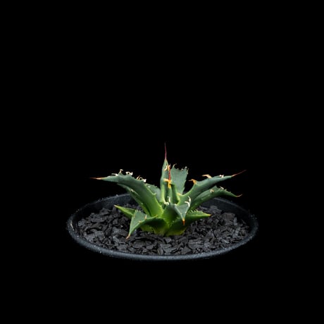 アガベ ユタエンシス ネバデンシス / Agave utahensis var. nevadensis #1