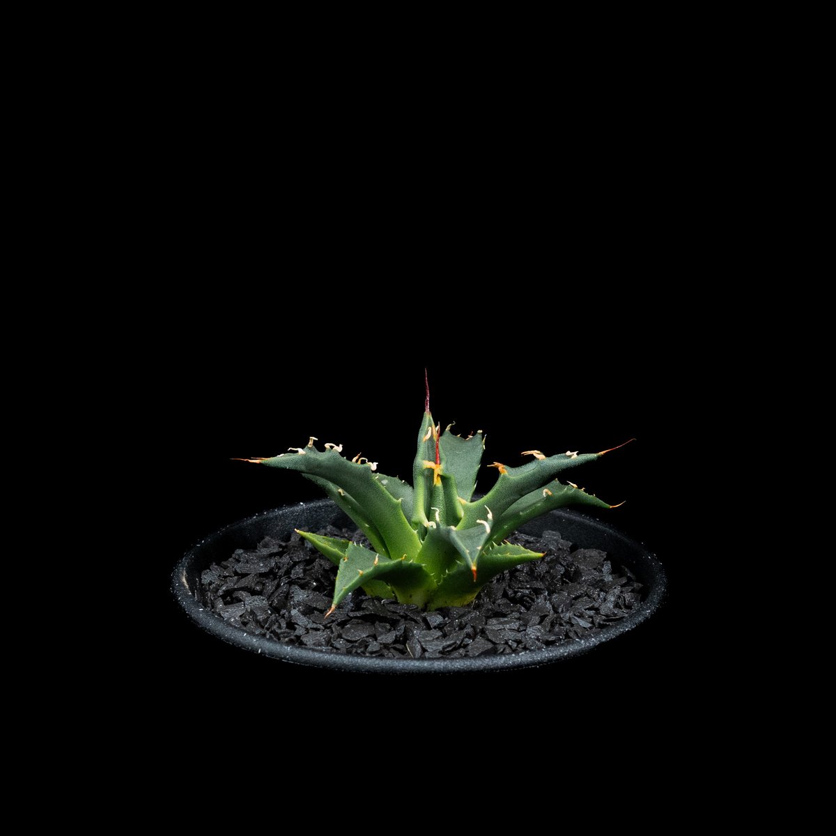 アガベ ユタエンシス ネバデンシス / Agave utahensis var. nevade