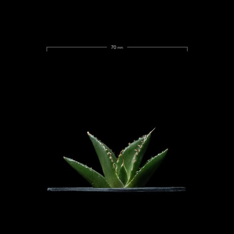 アガベ チタノタ ハデス / Agave titanota ‘Hades’ #7