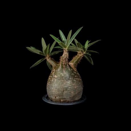 パキポディウム グラキリス / Pachypodium rosulatum var. gracilius #29