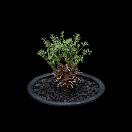 ペラルゴニウム ヒストリクス / Pelargonium hystrix #1