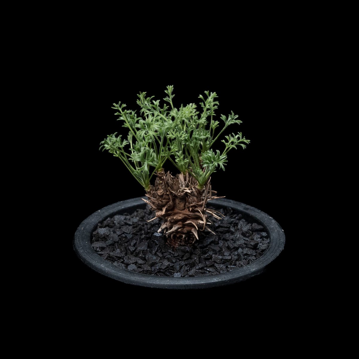 ペラルゴニウム ヒストリクス ペラルゴニウム ヒストリクス / Pelargonium hystrix #1 | Ducks