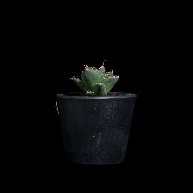 アガベ チタノタ 魔丸 / Agave titanota 'Mamaru' #1 | Du