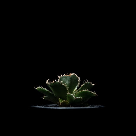 アガベ チタノタ フィリグリー (圓葉拇指) / Agave titanota ‘Filigree’ #1