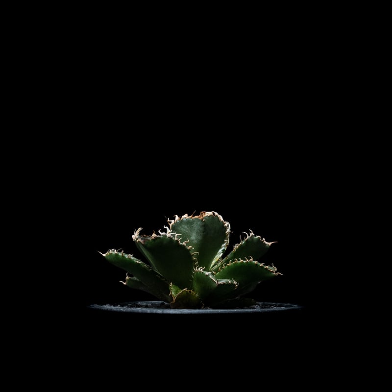 アガベ チタノタ フィリグリー (圓葉拇指) / Agave titanota 'Filigr