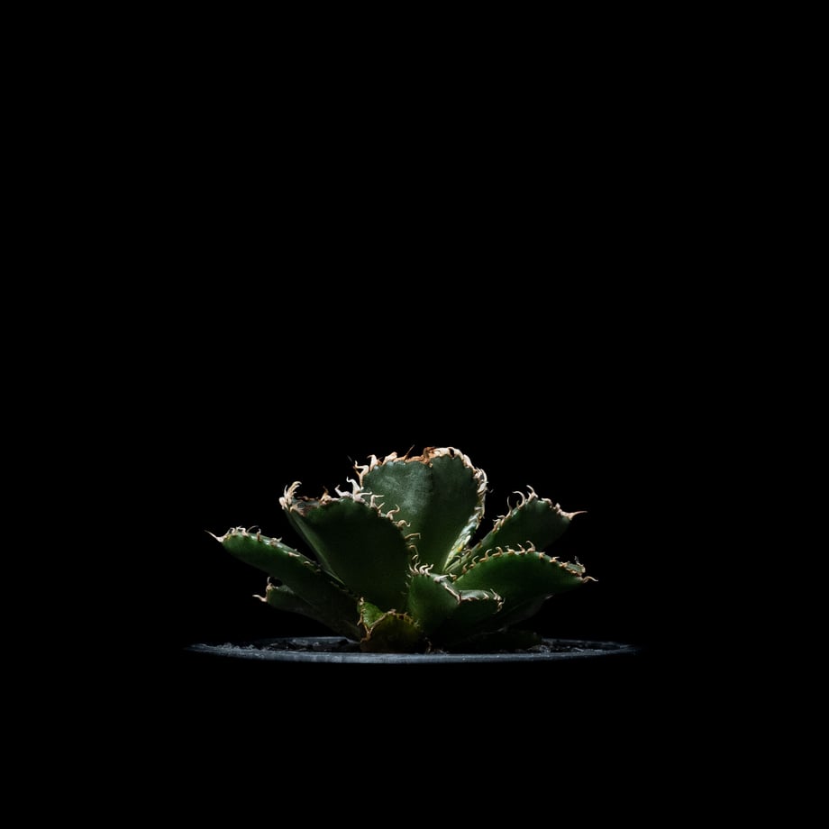 6535d005c347021e4a3825c4