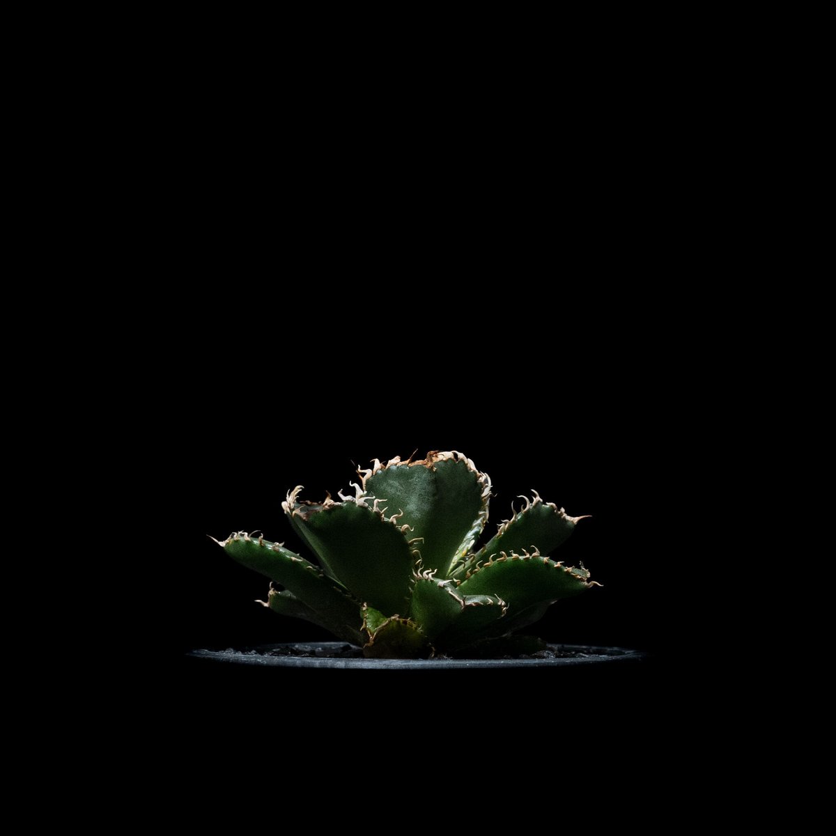 アガベ チタノタ フィリグリー (圓葉拇指) / Agave titanota 'Filigr