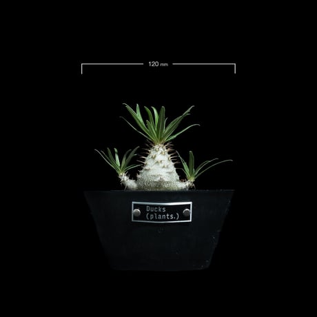 パキポディウム グラキリス / Pachypodium rosulatum var. gracilius #91