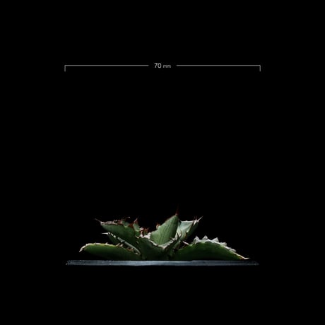 アガベ チタノタ 萬代厳竜 / Agave lophantha × titanota #1