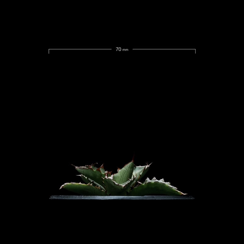 アガベ チタノタ 萬代厳竜 / Agave lophantha × titanota #1 | アガベ チタノタ 萬代厳竜 / Agave lophantha × titanota #1 |