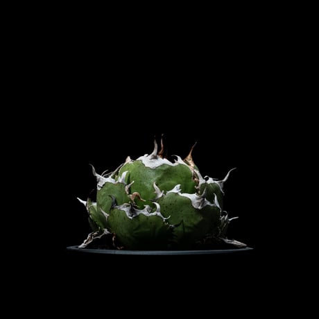 アガベ チタノタ 白鯨 / Agave titanota ‘White Whale’ #39