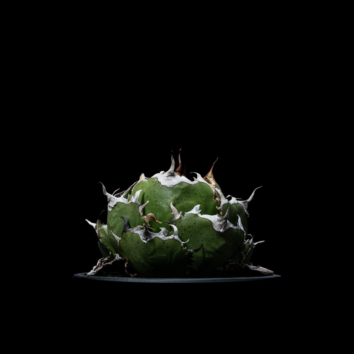 アガベ チタノタ 白鯨 / Agave titanota White Whale アガベ チタノタ 白鯨 Agave titanota White whale | mana's