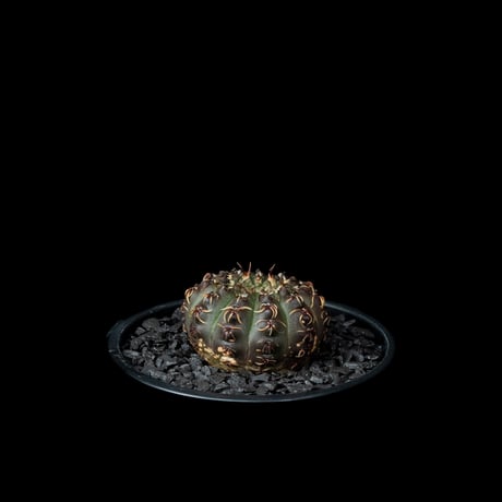 ギムノカリキウム 瑞昌玉 [黒刺タイプ] / Gymnocalycium stellatum var. kleinianum