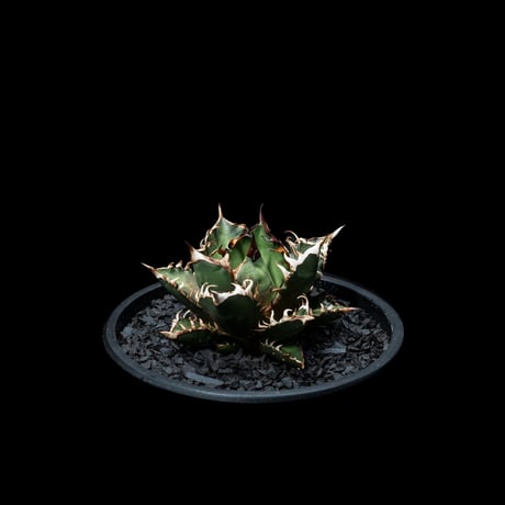 アガベ チタノタ レッド・キャットウィーズル  / Agave titanota ‘Red Catweazle’ #17