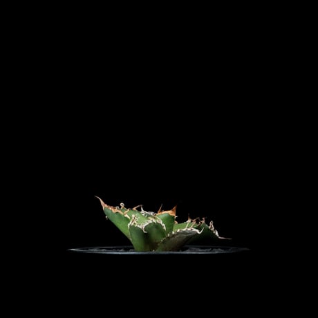 アガベ チタノタ シーザー / Agave titanota ‘Caesar’ #44