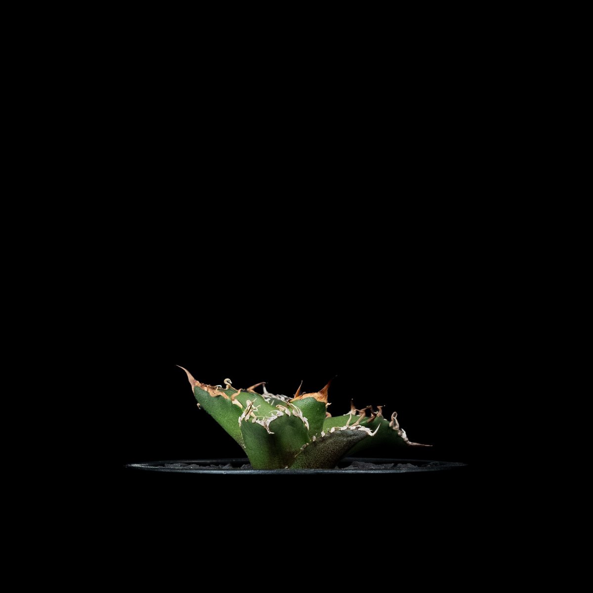 アガベ チタノタ シーザー / Agave titanota 'Caesar' #44 | D