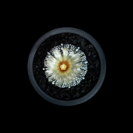 アストロフィツム アステリアス / Astrophytum asterias #13