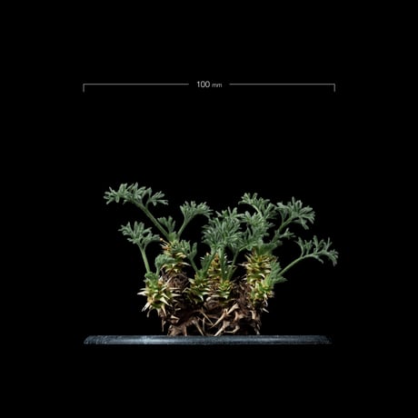 ペラルゴニウム ヒストリクス / Pelargonium hystrix #2