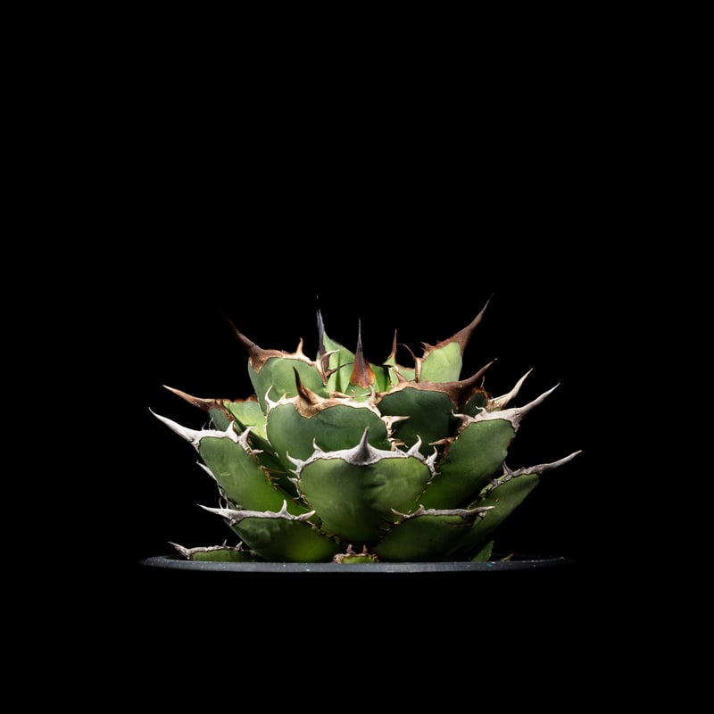 アガベ チタノタ 熊猫 / Agave titanota 'Panda' #1 | Ducks