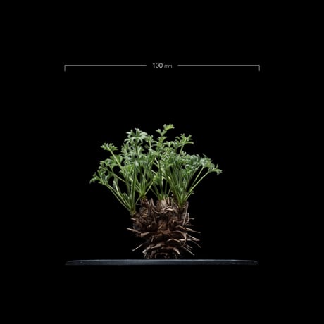 ペラルゴニウム ヒストリクス / Pelargonium hystrix #1