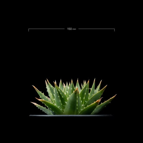 アロエ ポリフィラ / Aloe polyphylla #1